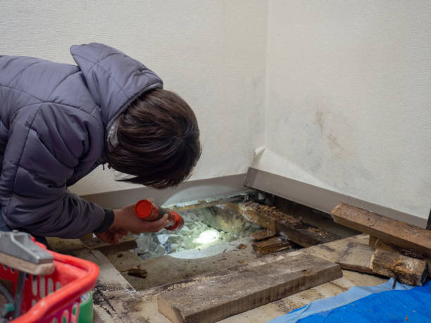 Best Environmental Consulting for Mold Prevention  in Scott Af, IL
