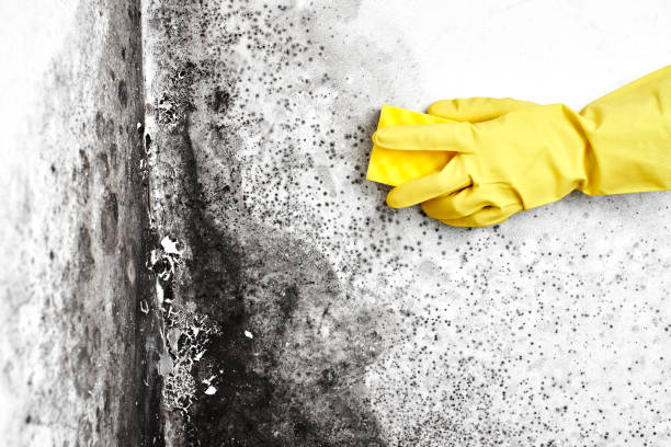 Best Comprehensive Air Testing for Mold Contaminants  in Scott Af, IL