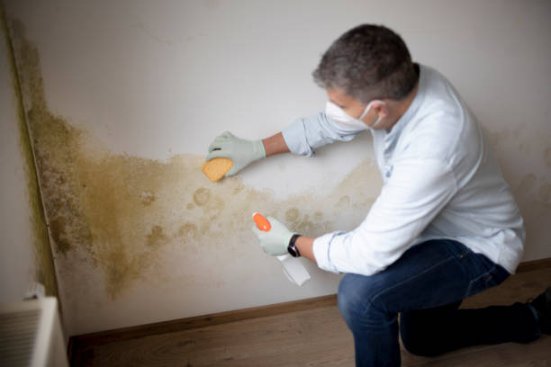 Best Air Quality Testing for Mold Spores  in Scott Af, IL