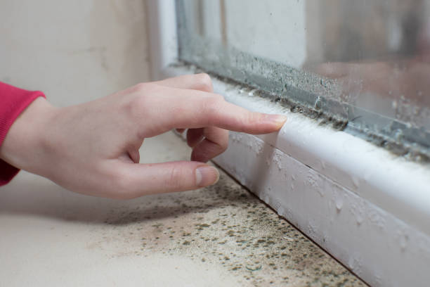 Best Crawl Space Mold Remediation  in Scott Af, IL