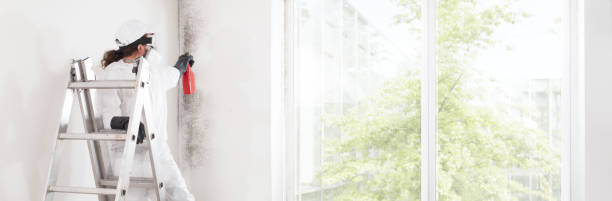 Best Real Estate Mold Inspection  in Scott Af, IL